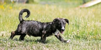 Immer gute Laune – GUNTHER – VERMITTELT –