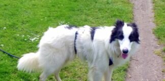 Hundeschönheit Elton!