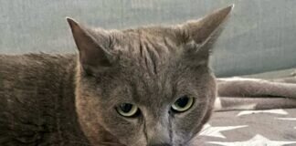 “Knuddelkater” Jorgito!