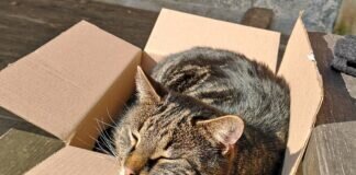 Notfall! Notfall! Notfall! Alles gut, Peter verträgt sich wieder mit seinem Kumpel! Vielleicht hat er verstanden, dass er umziehen sollte! ;-)