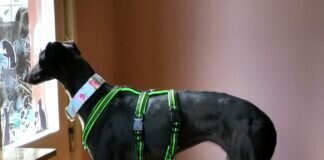 Schwarze Schönheit!