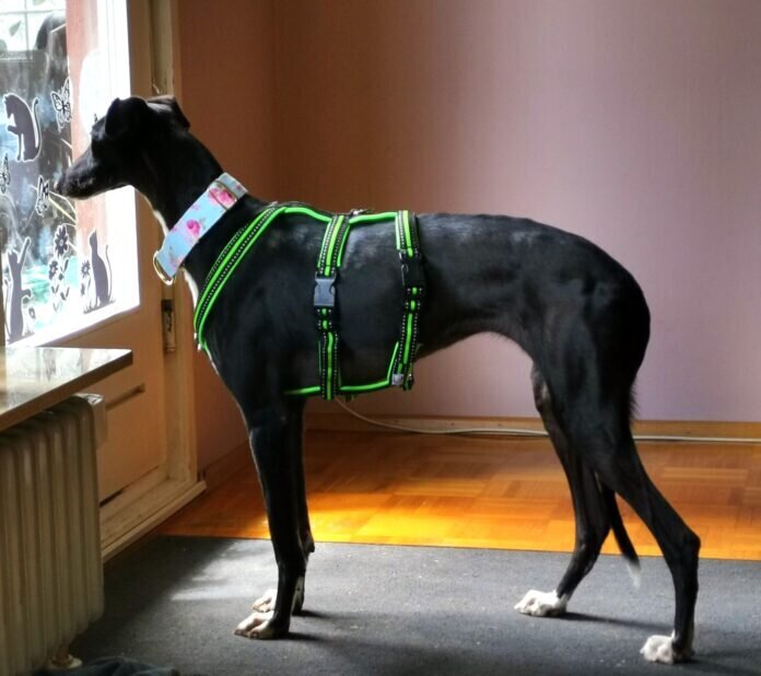 IMG_20220529_135438_edit_941993327918240_resized_20220531_040539706