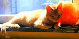 Rote Schönheit Balou!