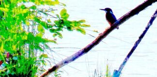 Schnappschuss am ASC Teich in Treis Lda.