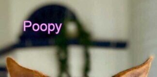 Da waren einmal große Ohren- mit einem Hund daran!