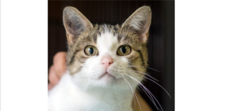 ARAGORN sucht Gesellschaft