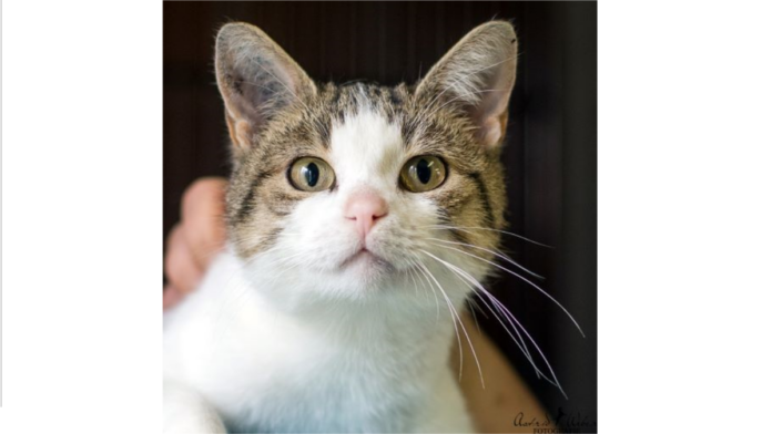 Vorlage 16 9_inPixio