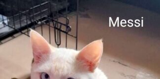 Zwei Schneeflöckchen auf der Suche nach netten Menschen!