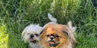 Viel Liebe und Freude – Fusik & Mika – VERMITTELT –