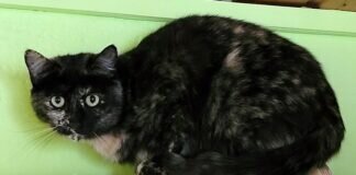 Die Farbe Schildpatt!