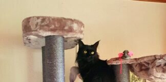 Katze in großer Not und Frauchen verzweifelt! Großes Glück hat die Mieze gehabt! Sie ist adoptiert !