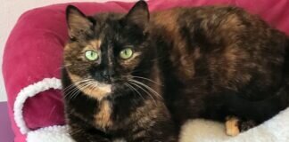 Ein tauriges Leben ist vorbei! Alle haben ein Zuhause gefunden!