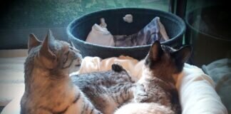 Neues von unseren Sorgenkatzen! Schönes Zuhause gefunden!