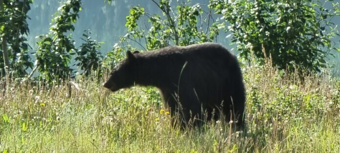Ein neugieriger Schwarzbär