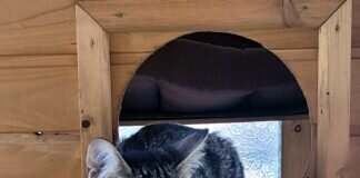 Schmusekätzchen auf Wohnungssuche!