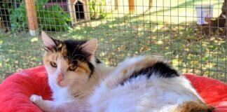 Dreifarbige Schönheit !