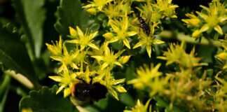 Bienen in der Kulturlandschaft – Wild- und Honigbienen in ihrem Lebensraum.