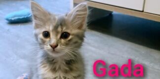 Kittenalarm in der Tieroase Heuchelheim!