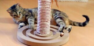 Der kleine Schmusetiger!