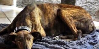 Galgoschönheit Berny! Zuhause gefunden!