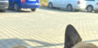 Die Hitzewelle macht auch den Tieren zu schaffen!