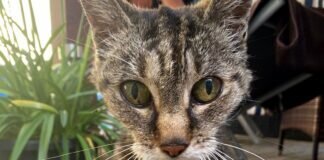 Ein letztes Zuhause gesucht! Kleine Wunder geschehen immer wieder! Zuhause gefunden!