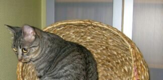 Not”fellchen” Yara! Zuhause gefunden! Danke GZ, die Mieze war in der Printausgabe!