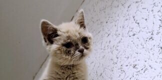 Kleine Kämpfernatur! Zuhause gefunden!