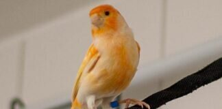 Einsamer Kirby sucht Gesellschaft – VERMITTELT –