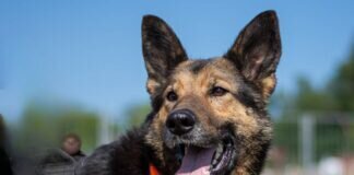 Traum Schäferhund PAUL – VERMITTELT –