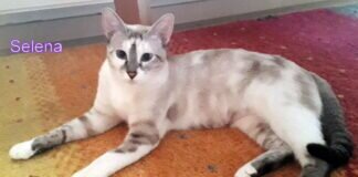 Warum adoptiert uns niemand?