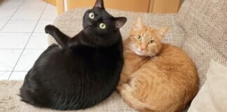 Not”fellchen” bitten um Hilfe!