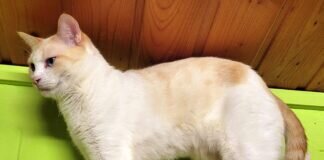 Zwei Schönheiten auf Wohnungssuche!