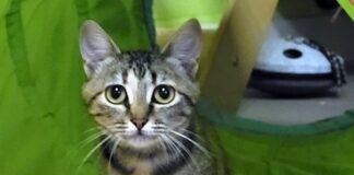 Ein Kätzchen fürs Herz!