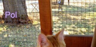 Zwei lustige Brüder! Zuhause gefunden!