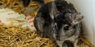 Einsam und alleine – CHURCHILL – VERMITTELT