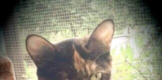 Schildpattschönheit auf Wohnungssuche! Wunderschönes Zuhause in Frankreich gefunden!