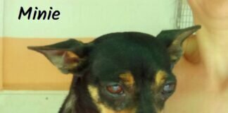 Ein Hundchen fürs Herz!