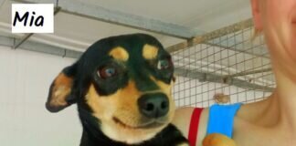 Herzenshundchen Mia!