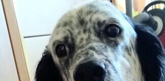 Ein Hund ohne “Fehl´und Tadel!