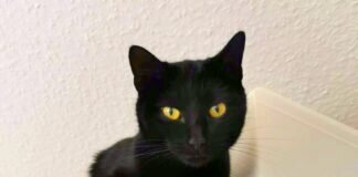 Schmusekatzen in Not! Zuhause gefunden!