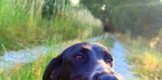 Tierschützer werden immer wieder enttäuscht- von Menschen!