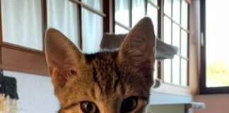 Ein Zimmer voller Kitten!