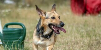 Die lustige JULI – VERMITTELT –