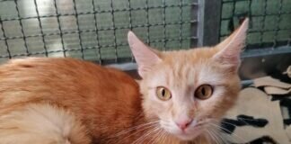 Einzelprinzessin NAMI – VERMITTELT –