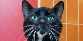 Wie aus dem Bilderbuch – ONYX – VERMITTELT –