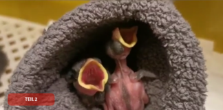Erste Hilfe beim Vogelküken!!!