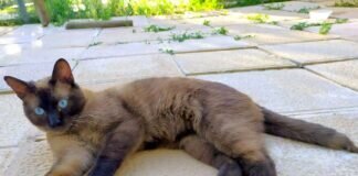 Ein kleiner Star! Wunderschönes Zuhause gefunden