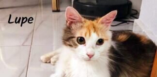 Zartes Katzenmädchen Lupe!