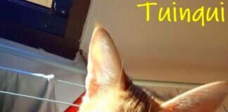 Ein lusiges Dreiergespann!